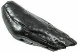 Fossil Sperm Whale (Scaldicetus) Tooth - South Carolina #231872-1
